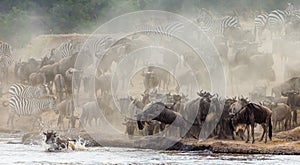 Wildebeest jumping into Mara River. Great Migration. Kenya. Tanzania. Masai Mara National Park.