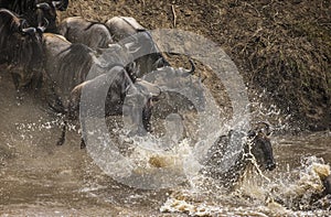 Wildebeest jumping into Mara River. Great Migration. Kenya. Tanzania. Masai Mara National Park.