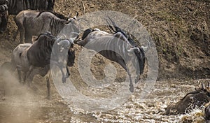 Wildebeest jumping into Mara River. Great Migration. Kenya. Tanzania. Masai Mara National Park.