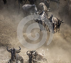 Wildebeest jumping into Mara River. Great Migration. Kenya. Tanzania. Masai Mara National Park.