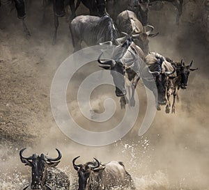 Wildebeest jumping into Mara River. Great Migration. Kenya. Tanzania. Masai Mara National Park.