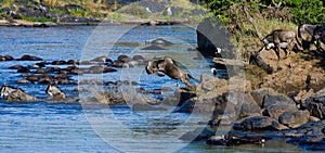 Wildebeest jumping into Mara River. Great Migration. Kenya. Tanzania. Masai Mara National Park.