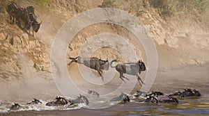 Wildebeest jumping into Mara River. Great Migration. Kenya. Tanzania. Masai Mara National Park.