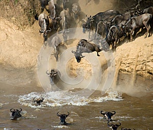 Wildebeest jumping into Mara River. Great Migration. Kenya. Tanzania. Masai Mara National Park.