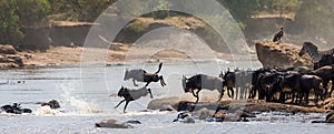 Wildebeest jumping into Mara River. Great Migration. Kenya. Tanzania. Masai Mara National Park. photo