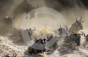 Wildebeest jumping into Mara River. Great Migration. Kenya. Tanzania. Masai Mara National Park. photo