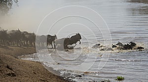 Wildebeest jumping into Mara River seen at Masai Mara, Kenya