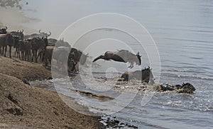 Wildebeest jumping into Mara River seen at Masai Mara, Kenya