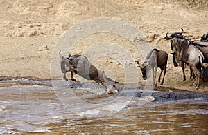 Wildebeest jumping to cross the Mara river