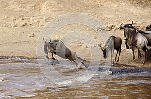 Wildebeest jumping to cross the Mara river photo