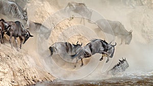 Wildebeest leaping in river
