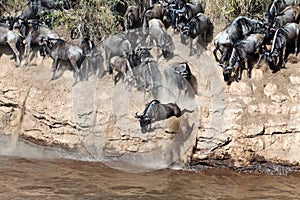 Wildebeest jumps into the river from a high cliff