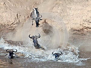 Wildebeest jumps into the river from a high cliff photo