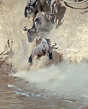 Wildebeest jumps into the river from a high cliff photo