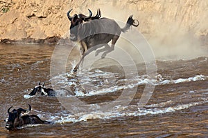 Wildebeest jumps into the river from a high cliff photo