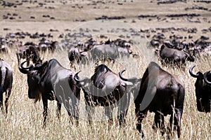 Wildebeest (Kenya)