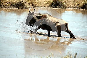 Wildebeest (Kenya)