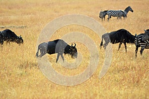 Wildebeest in Kenya, Masai Mara