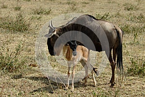 Wildebeest and kid