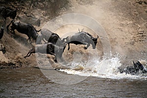 Gnu salto da fede (Kenia) 