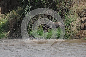 Wildebeest leap into the Mara River in Tanzania