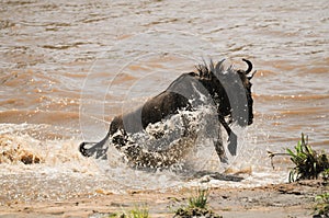 Wildebeest leap out the Mara River in Tanzania