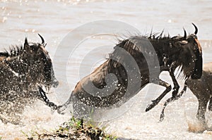 Wildebeest leap out the Mara River in Tanzania