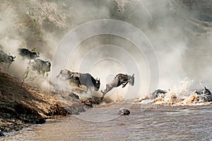 Wildebeest Leaping in Mid-Air Over Mara River