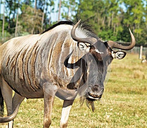 Wildebeest at Lion Country Safari