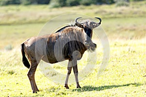 Wildebeest - The LOOK