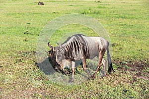 Wildebeest in Maasai Mara, Kenya