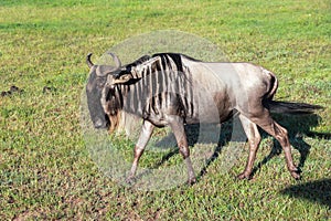 Wildebeest in Maasai Mara, Kenya