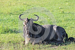 Wildebeest in Maasai Mara, Kenya