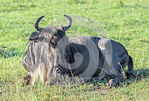 Wildebeest in Maasai Mara, Kenya