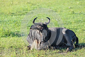 Wildebeest in Maasai Mara, Kenya