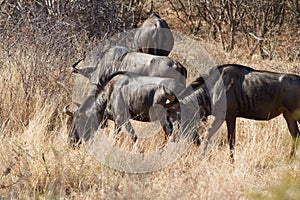 Wildebeest, Madikwe Game Reserve