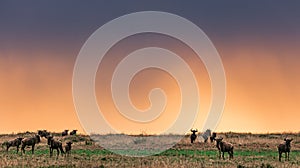 Wildebeest magical sunset grazing on the savannah grasslands at the Maasai Mara National Game Reserve Park And Conservation Areas