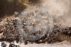 Wildebeest Mara river crossing