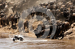 Wildebeest Mara river crossing, Masai Mara