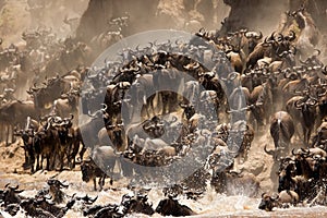 Wildebeest Mara river crossing with splash of water and dust