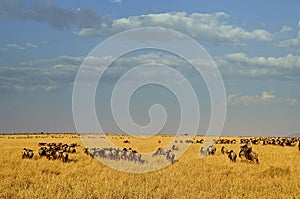 Wildebeest in Masa-mara safari in Kenya