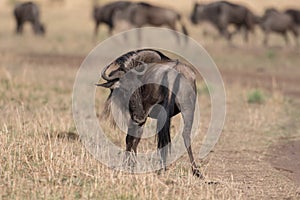 Wildebeest at Masai mara