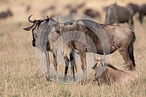 Wildebeest at Masai mara