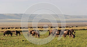 Wildebeest in Masai Mara