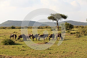 Wildebeest in Masai Mara Kenya