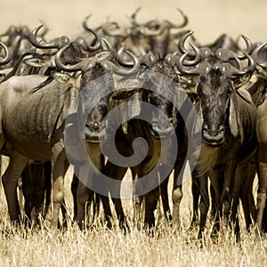 Wildebeest Masai mara Kenya photo