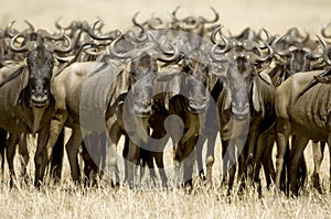 Wildebeest Masai mara Kenya