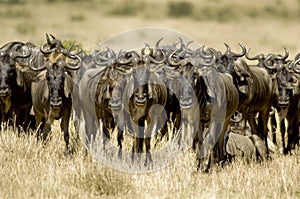 Wildebeest Masai mara Kenya