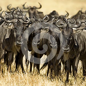 Wildebeest Masai mara Kenya
