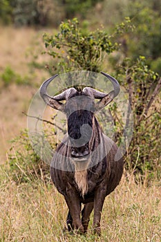Wildebeest Masai mara Kenya Grazing